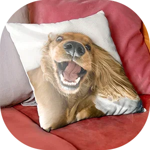 Cushion
