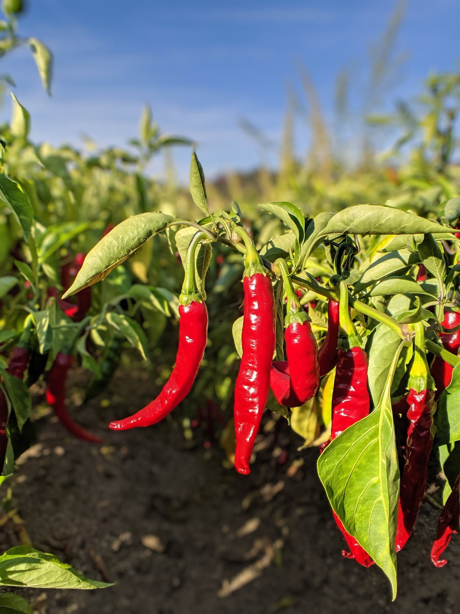 Pimentón peppers from Burlap & Barrel