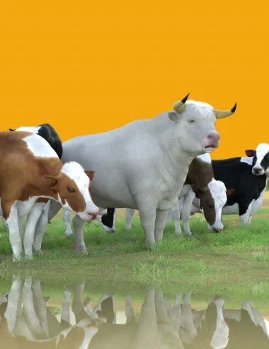 Bovine Material Add-On for Daz Horse 3