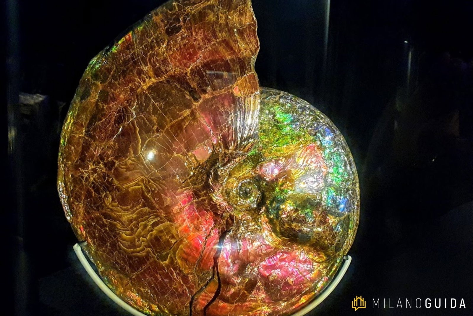 Il Museo di Storia Naturale di Milano, un viaggio nell'evoluzione