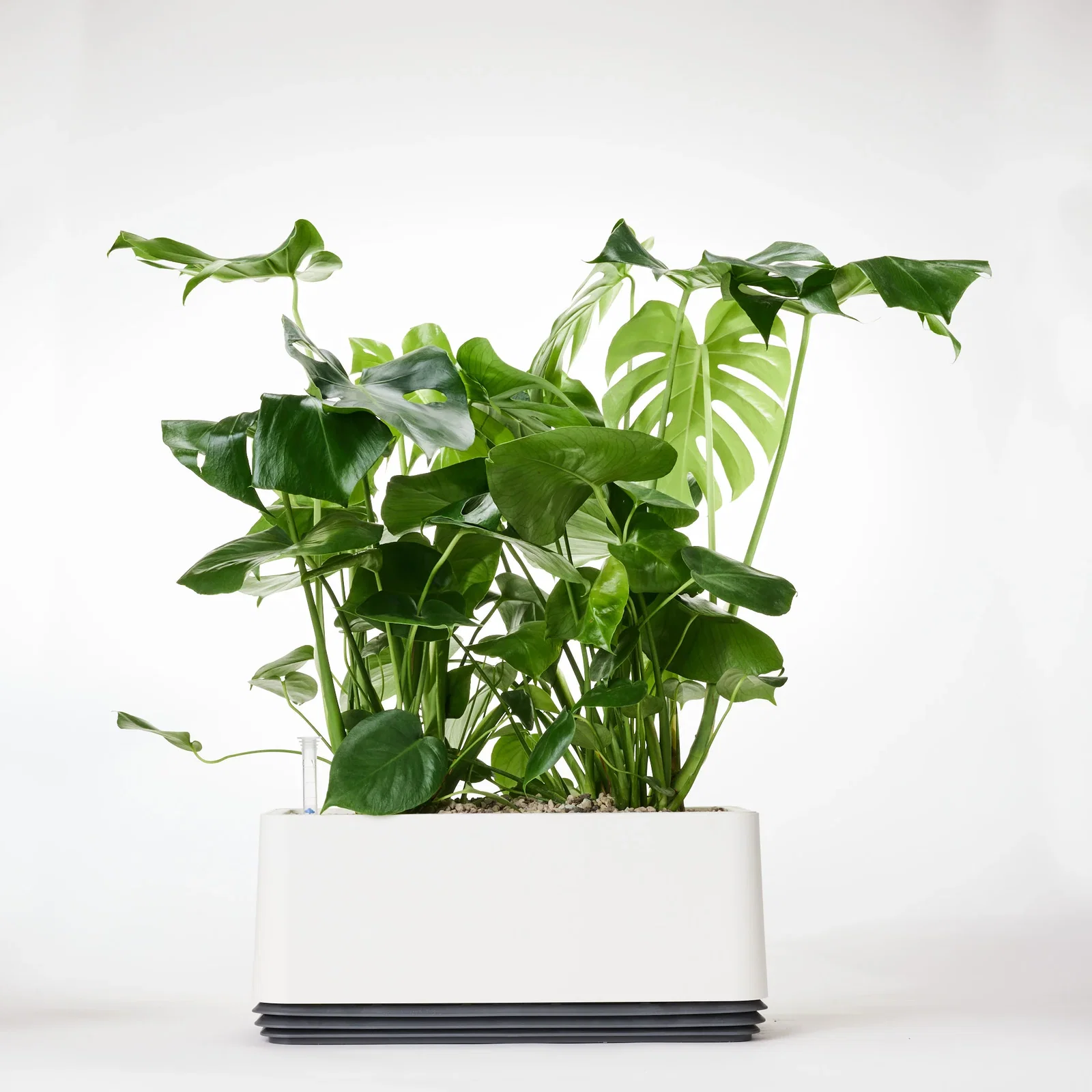 Image of AIRY System L Monstera