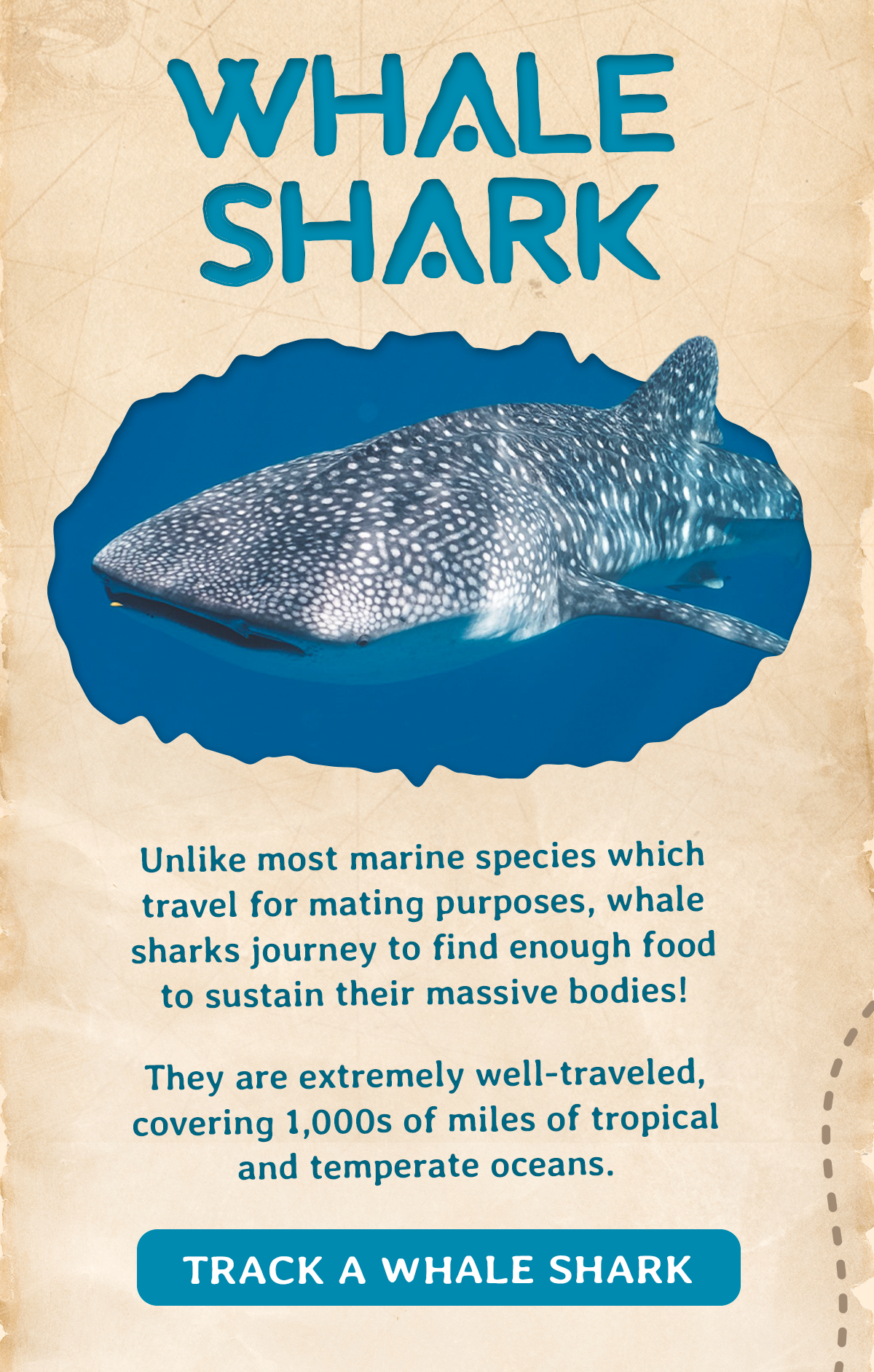 Unlike most marine species which travel for mating purposes, whale sharks journey to find enough food to sustain their massive bodies. They are extremely well traveled, covering thousands of miles of tropical and temperate oceans.