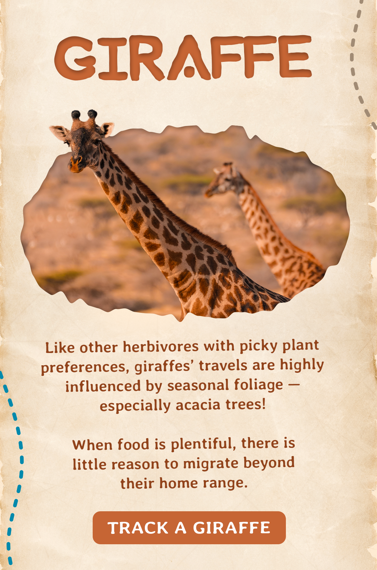 Giraffes' travels are highly influenced by seasonal foliage, especially acacia trees, and when food is plentiful there is little reason to migrate beyond their home range. Track a giraffe today!