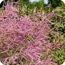 Tamaris d'été