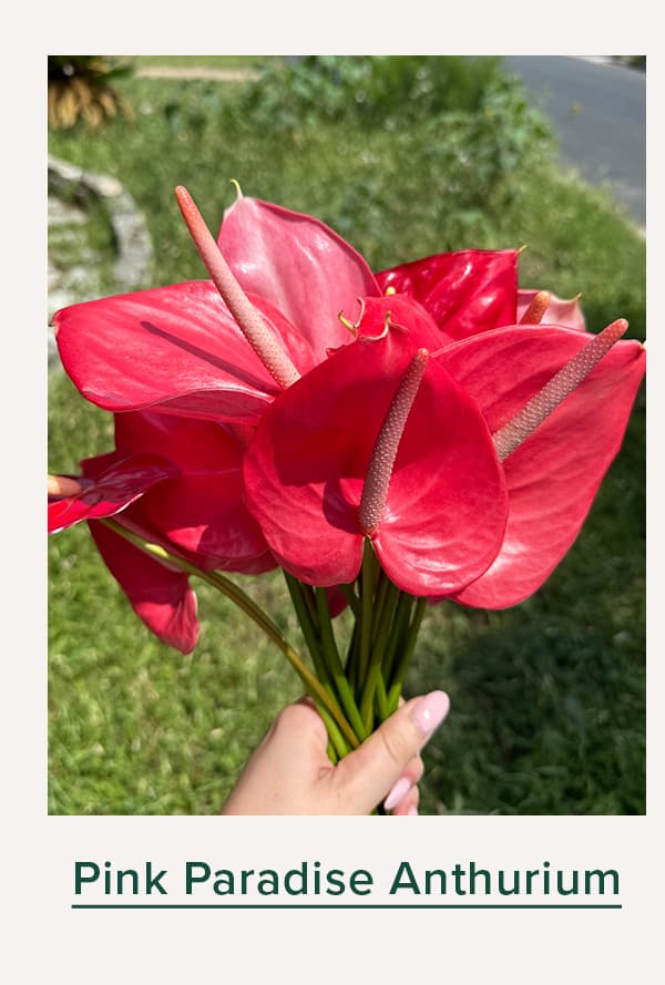 Pink Paradise Anthurium