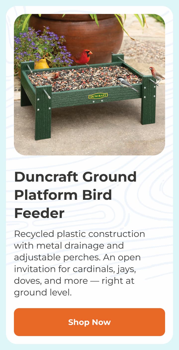 Duncraft Ground Platform Bird Feeder