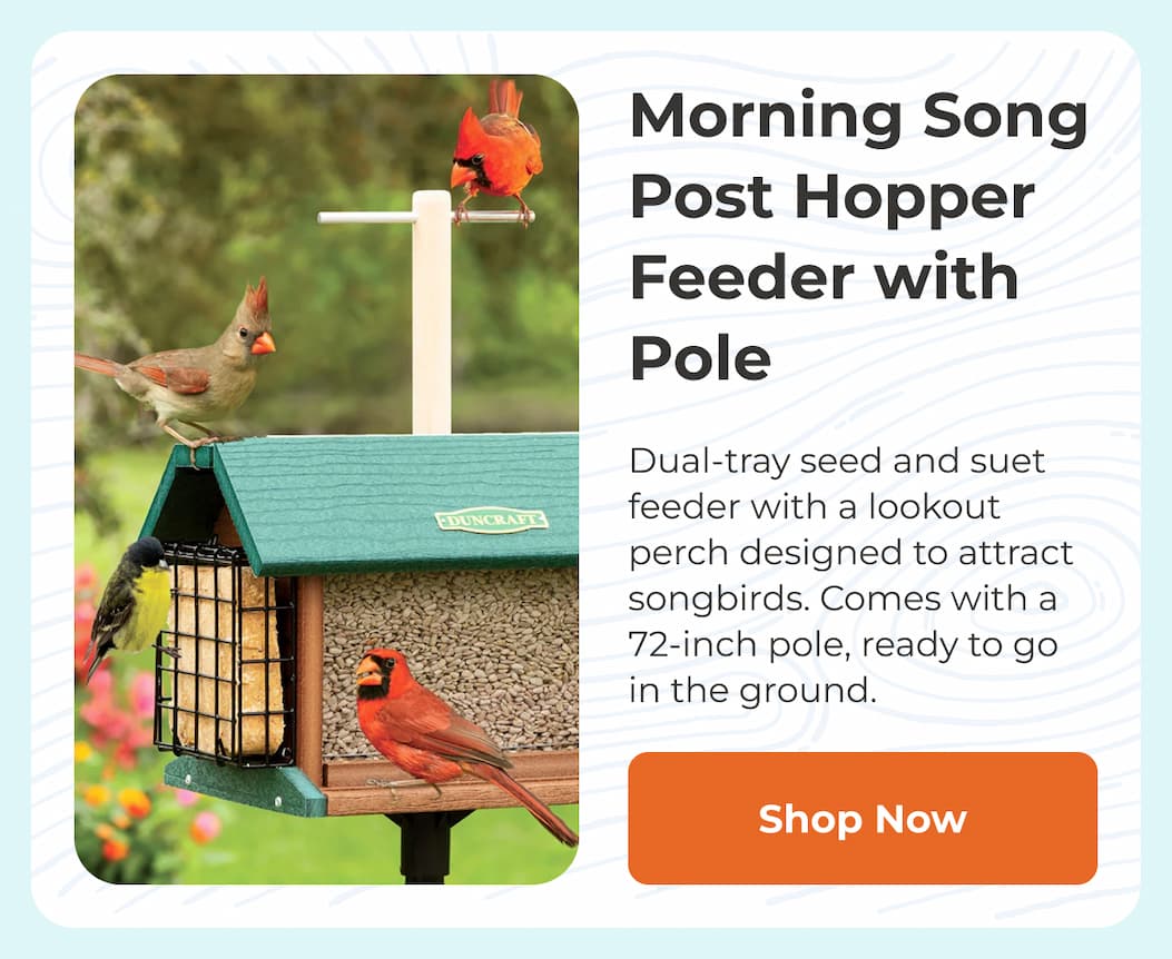 Morning Song Post Hopper Feeder with Pole