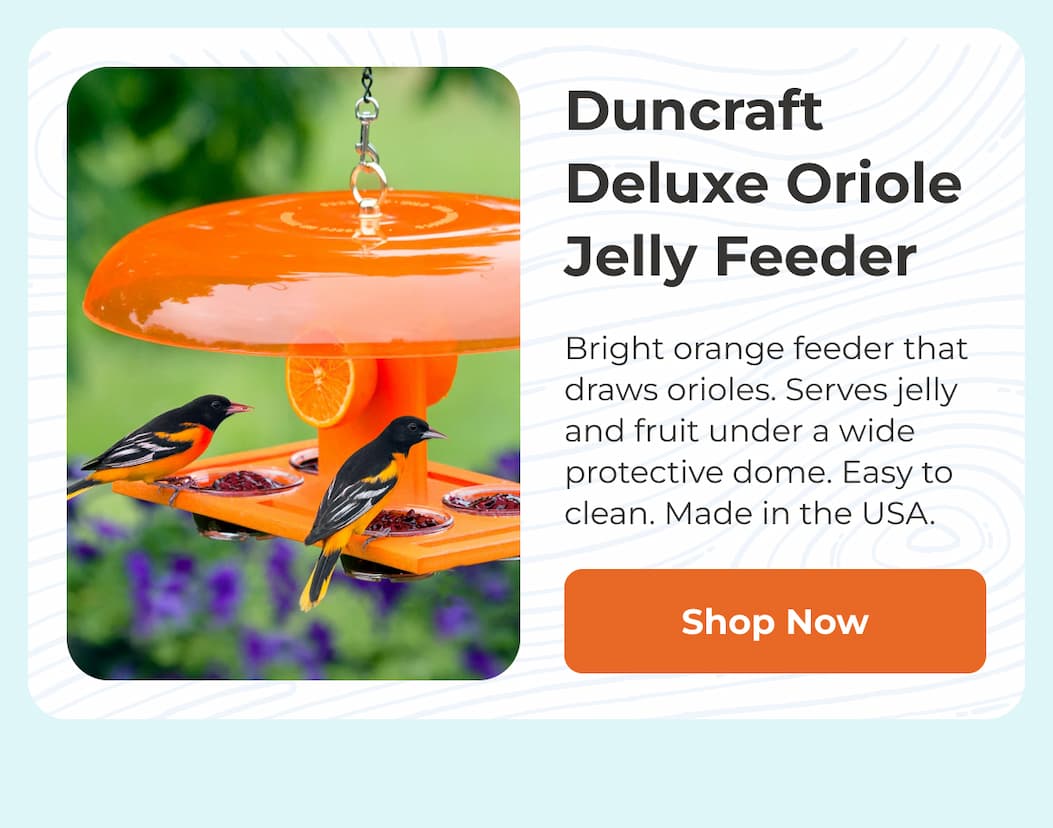 Duncraft Deluxe Oriole Jelly Feeder