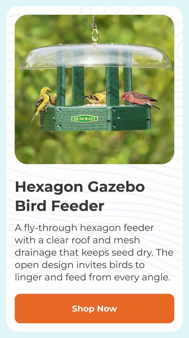 Hexagon Gazebo Bird Feeder