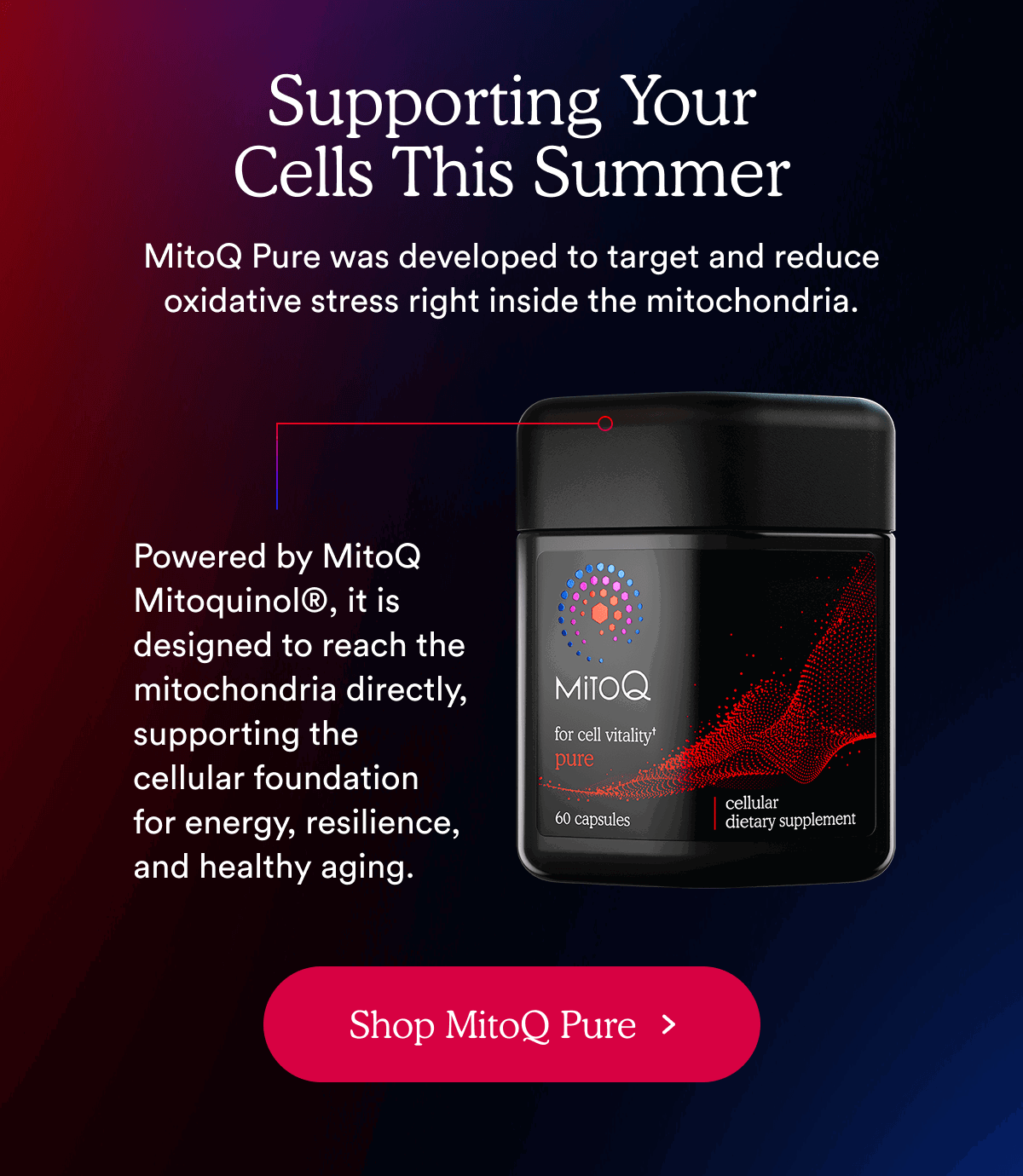 Supporting Your Cells This Summer | Shop MitoQ Pure >
