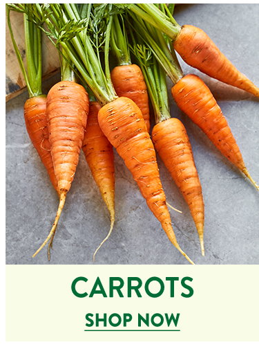 Carrot Seeds