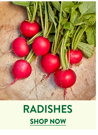 Radish Seeds