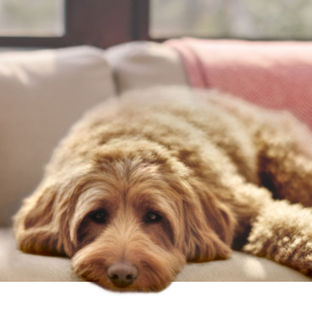 Un perro mediano tumbado en un sofá