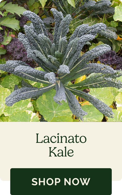Lacinato Kale