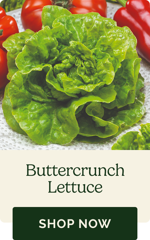 Buttercrunch Lettuce
