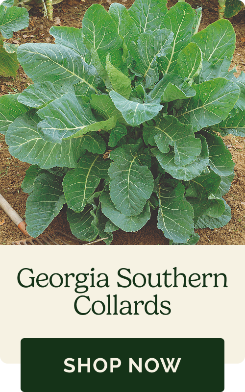 Georgia Southern Collards