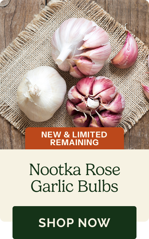 Nootka Rose Garlic Bulbs