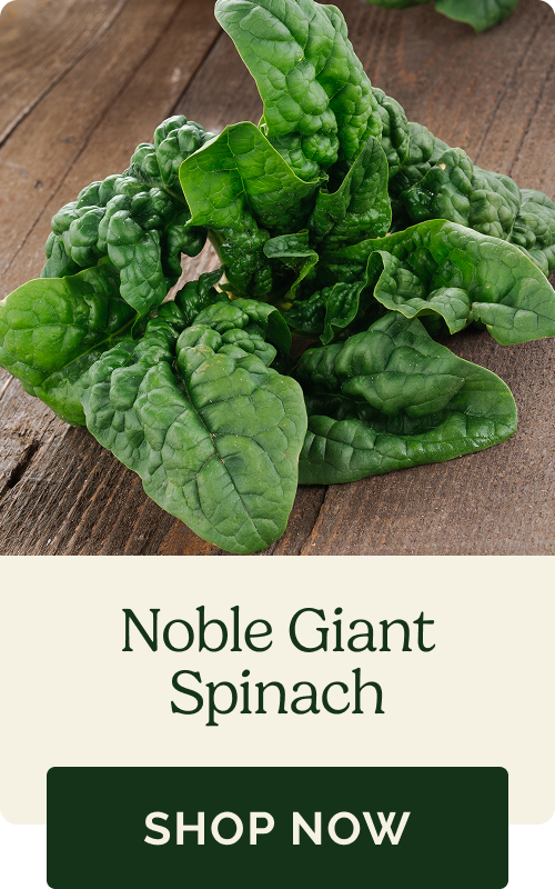 Noble Giant Spinach