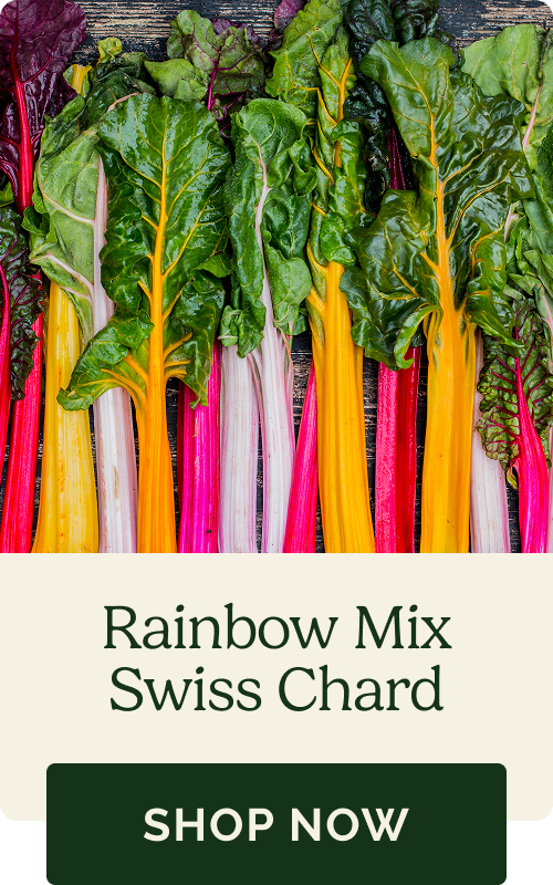 Rainbow Mix Swiss Chard
