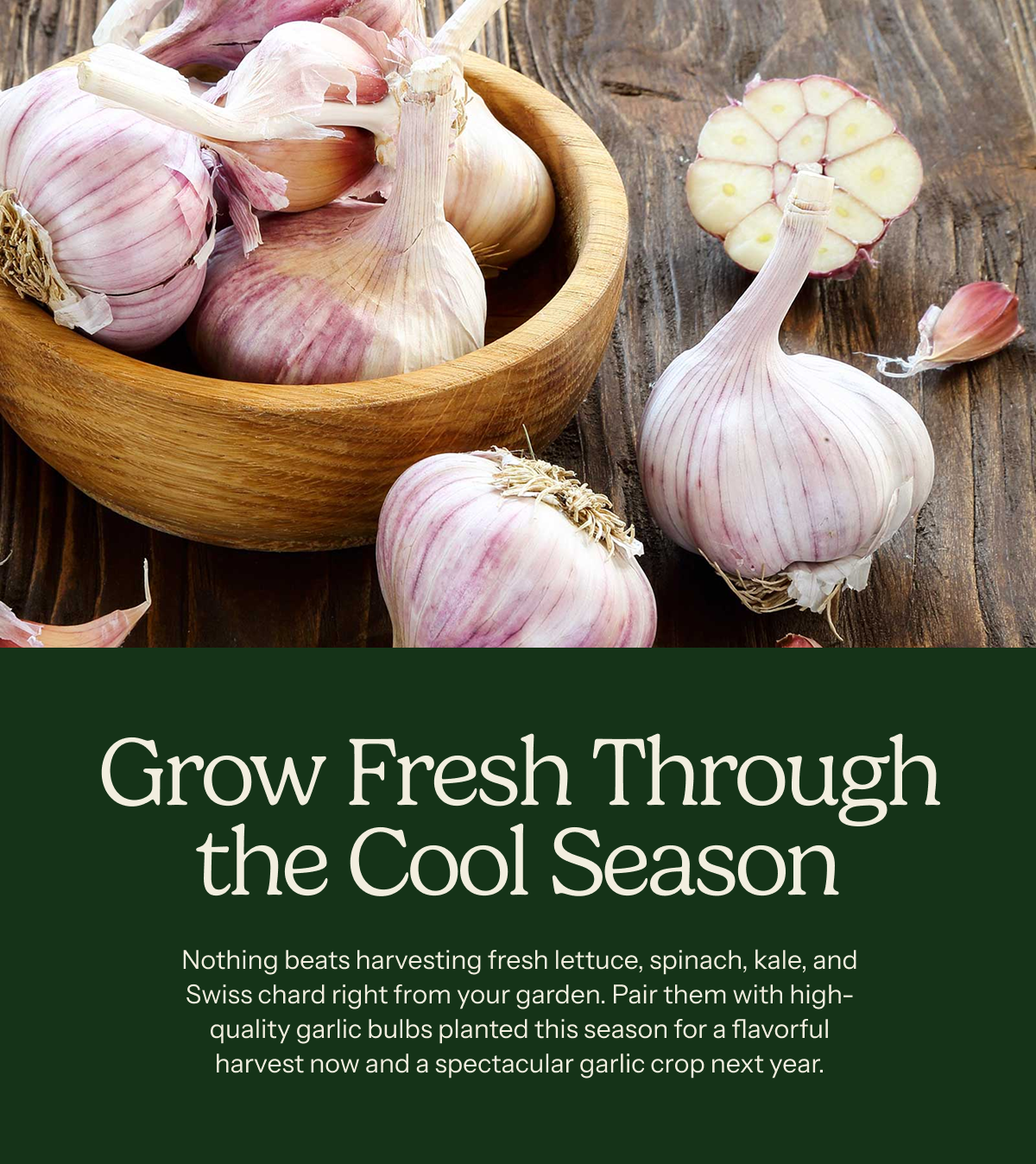 Grow Fresh Through The Cool Season – Nothing beats harvesting fresh lettuce, spinach, kale, and Swiss chard right from your garden. Pair them with high-quality garlic bulbs planted this season for a flavorful harvest now and a spectacular garlic crop next year.