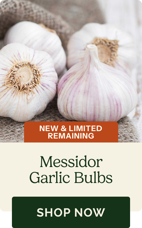 Messidor Garlic Bulbs