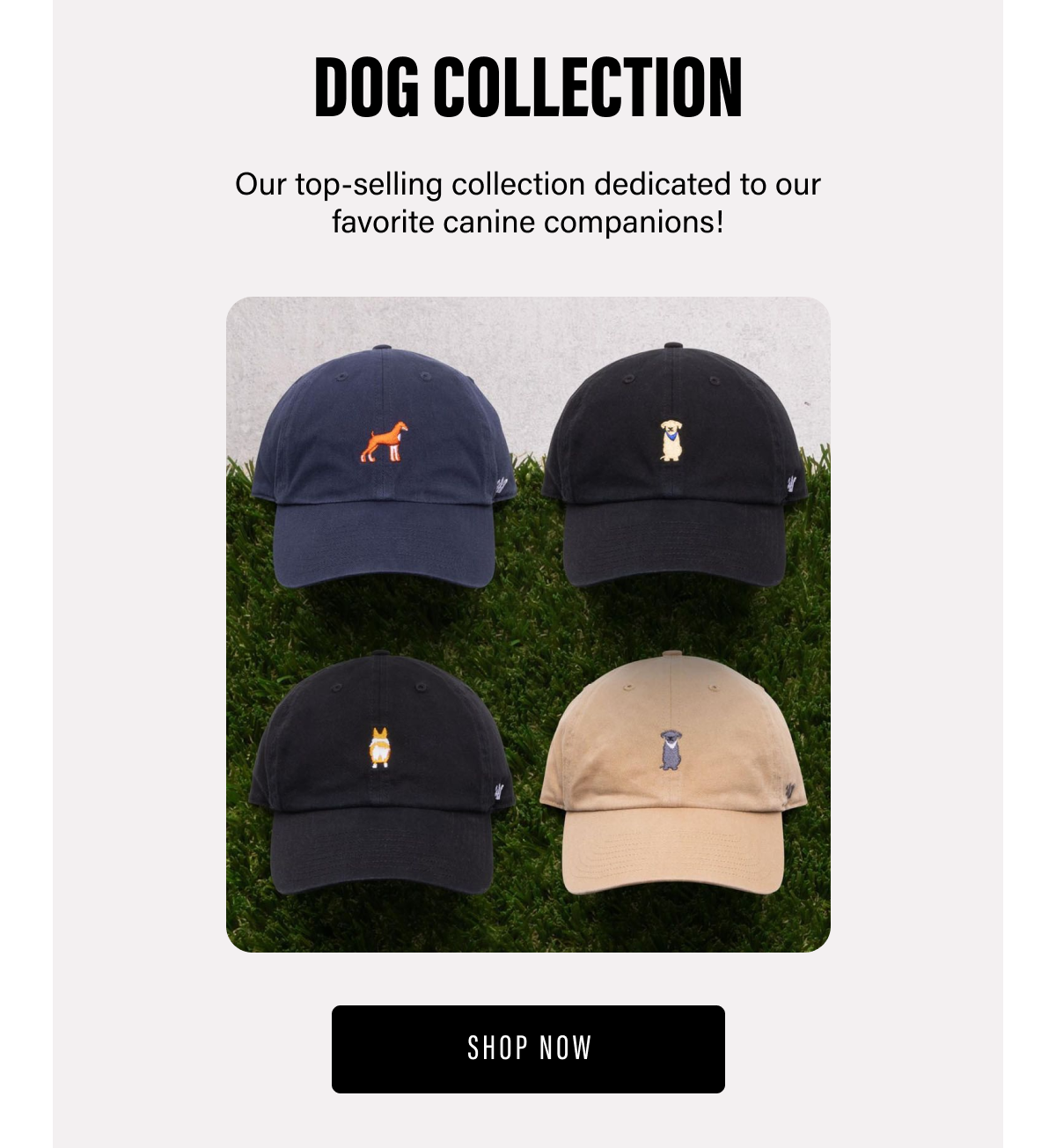 SHOP DOG COLLECTION