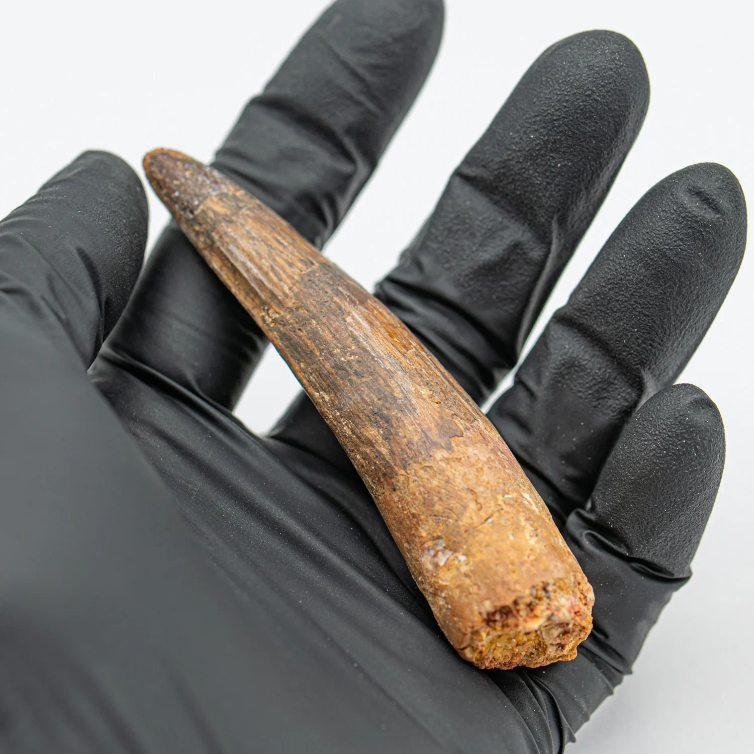 Image of Spinosaurus Tooth - 3.263" Natural Wear Fossil