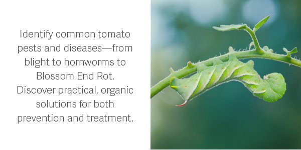 Identify common tomato pests and diseases—from blight to hornworms to Blossom End Rot. Discover practical, organic solutions for both prevention and treatment.