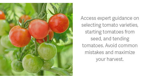 Access expert guidance on selecting tomato varieties, starting tomatoes from seed, and tending tomatoes. Avoid common mistakes and maximize your harvest.