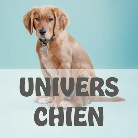 Univers chien