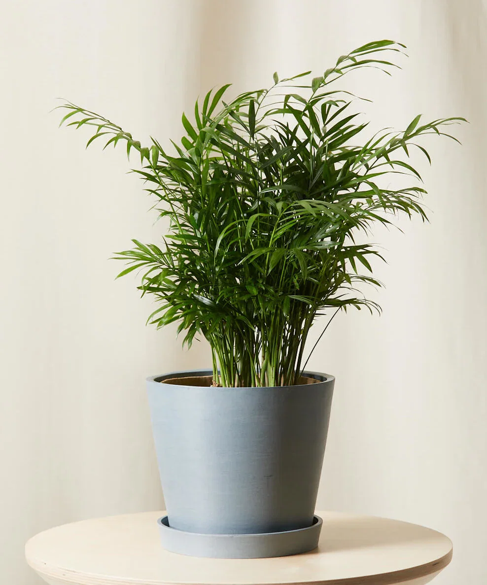 Image of Parlor Palm