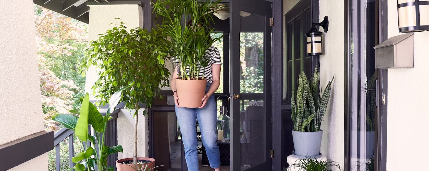 houseplants outdoors!