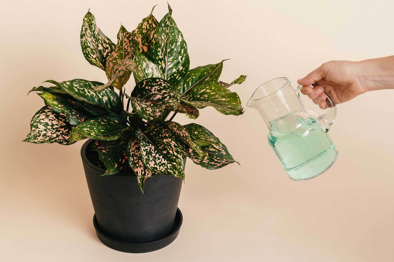 fertilizing plant
