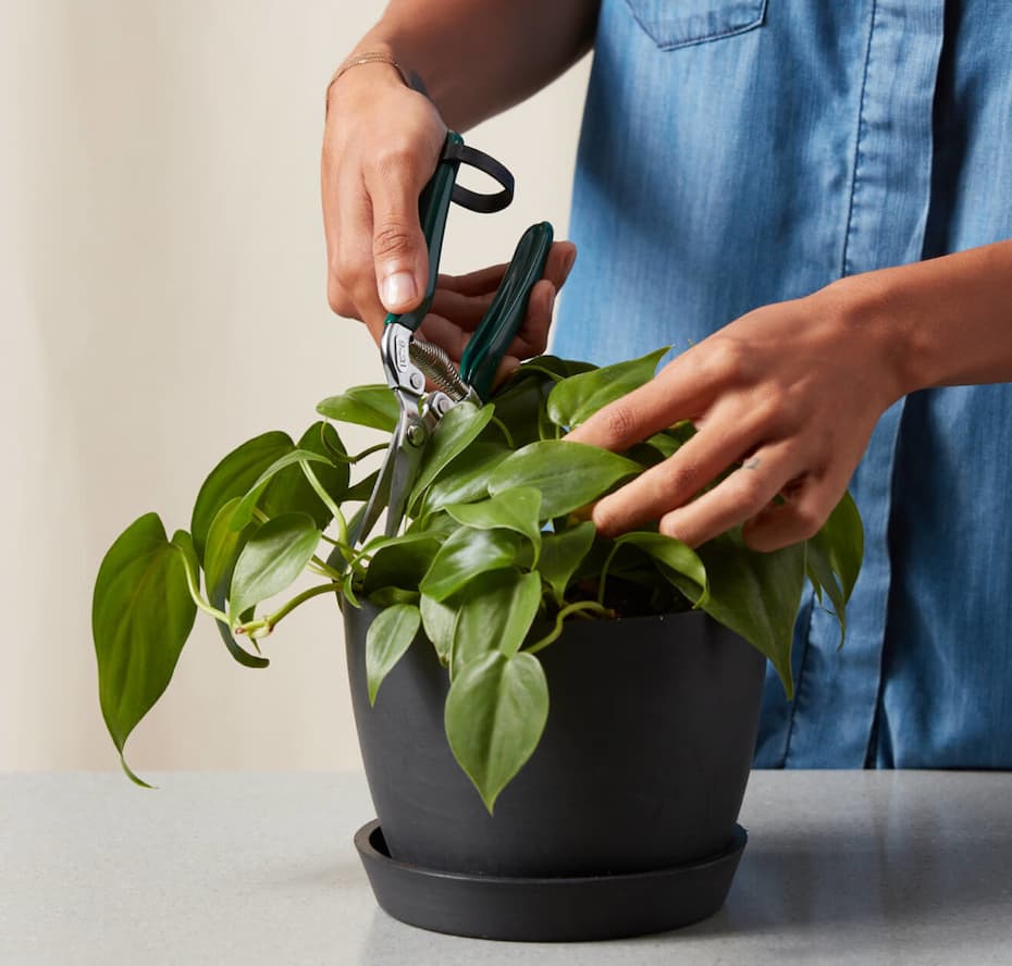 plant snips in action
