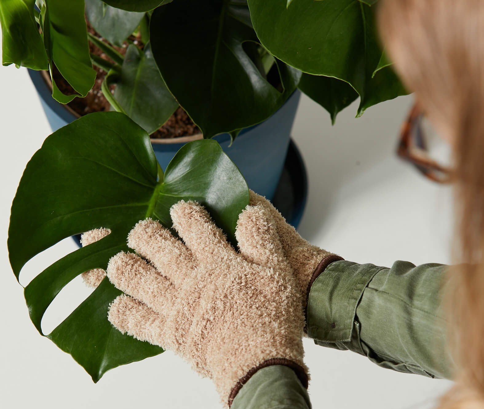 woman dusting monstera leaf and inspecting for pests