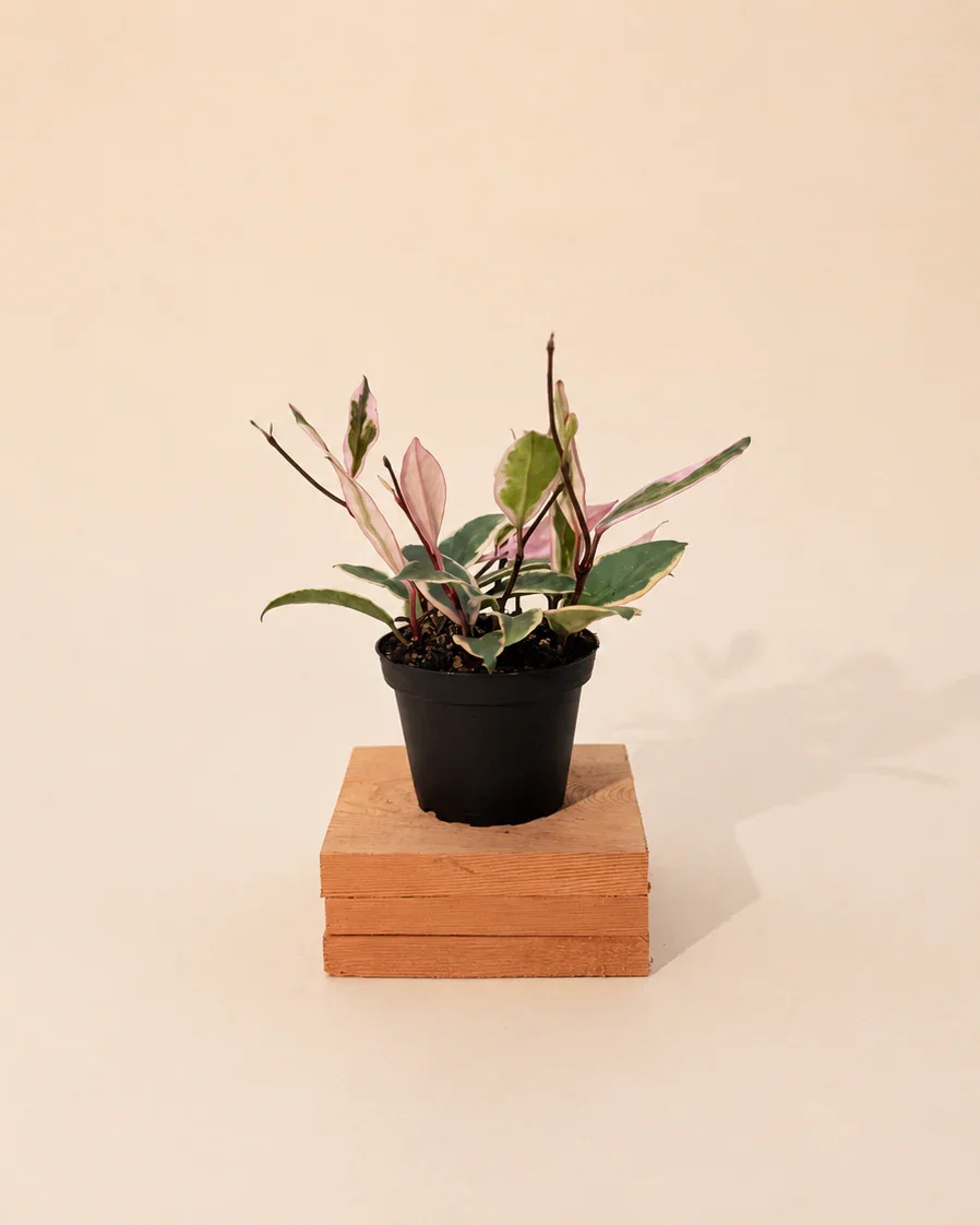 Image of 4