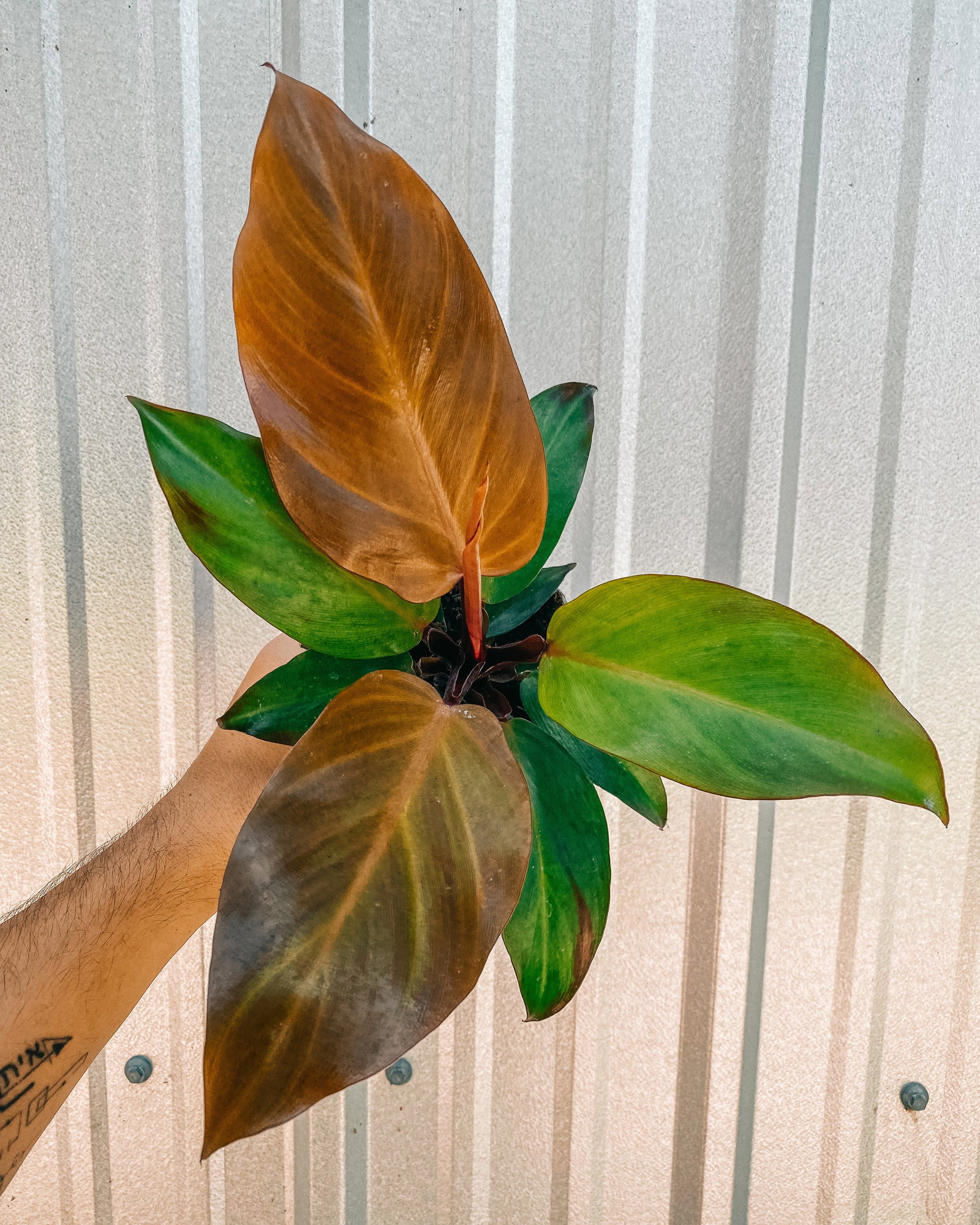 Image of 4