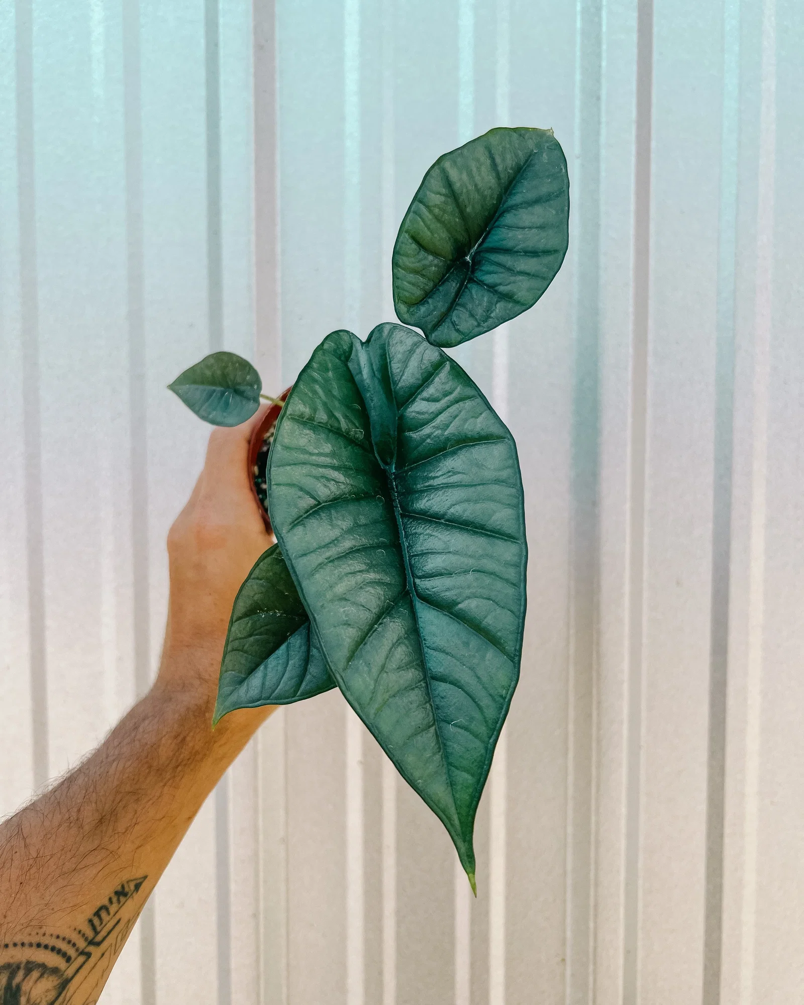Image of 4