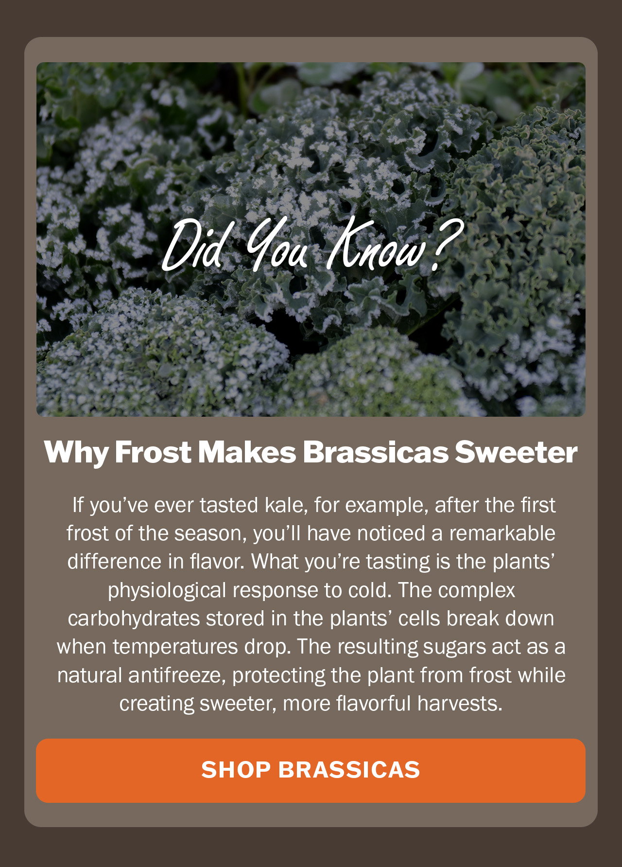 Shop brassicas