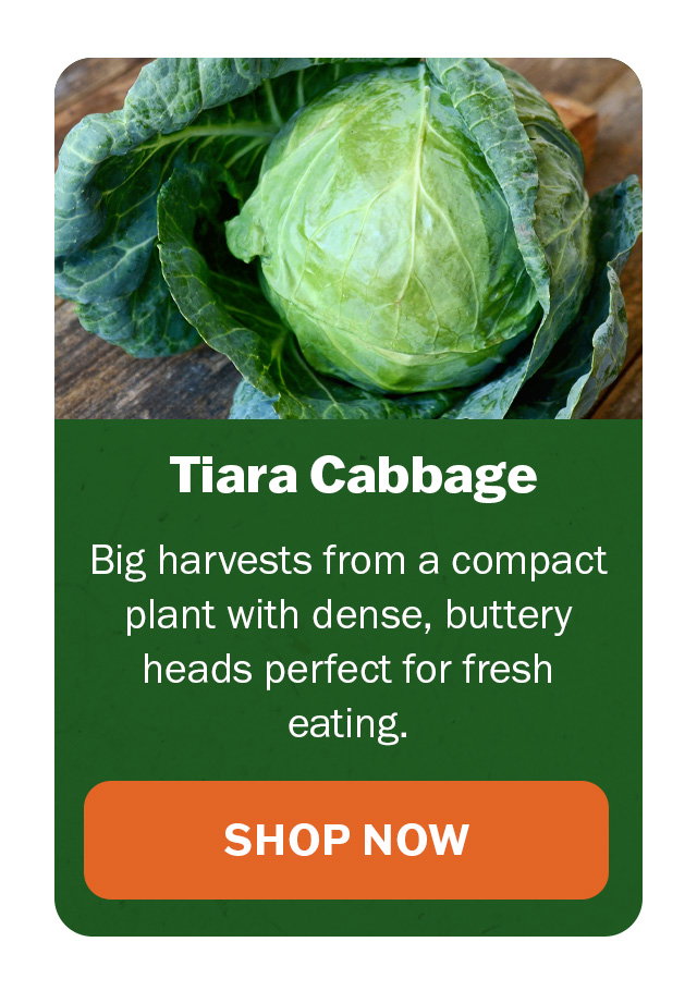 Tiara Cabbage