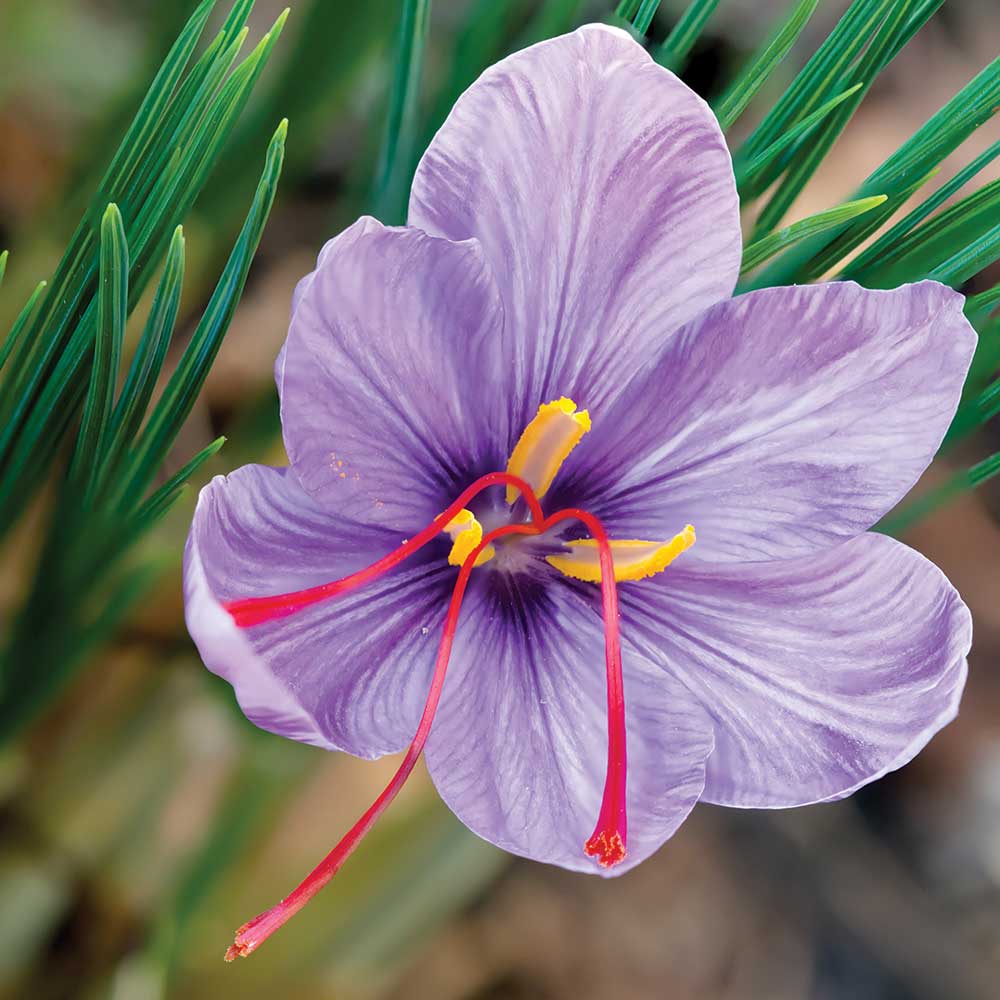 Image of Saffron Crocus