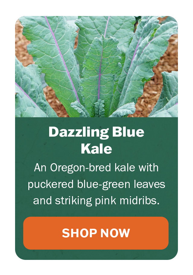 Dazzling Blue kale