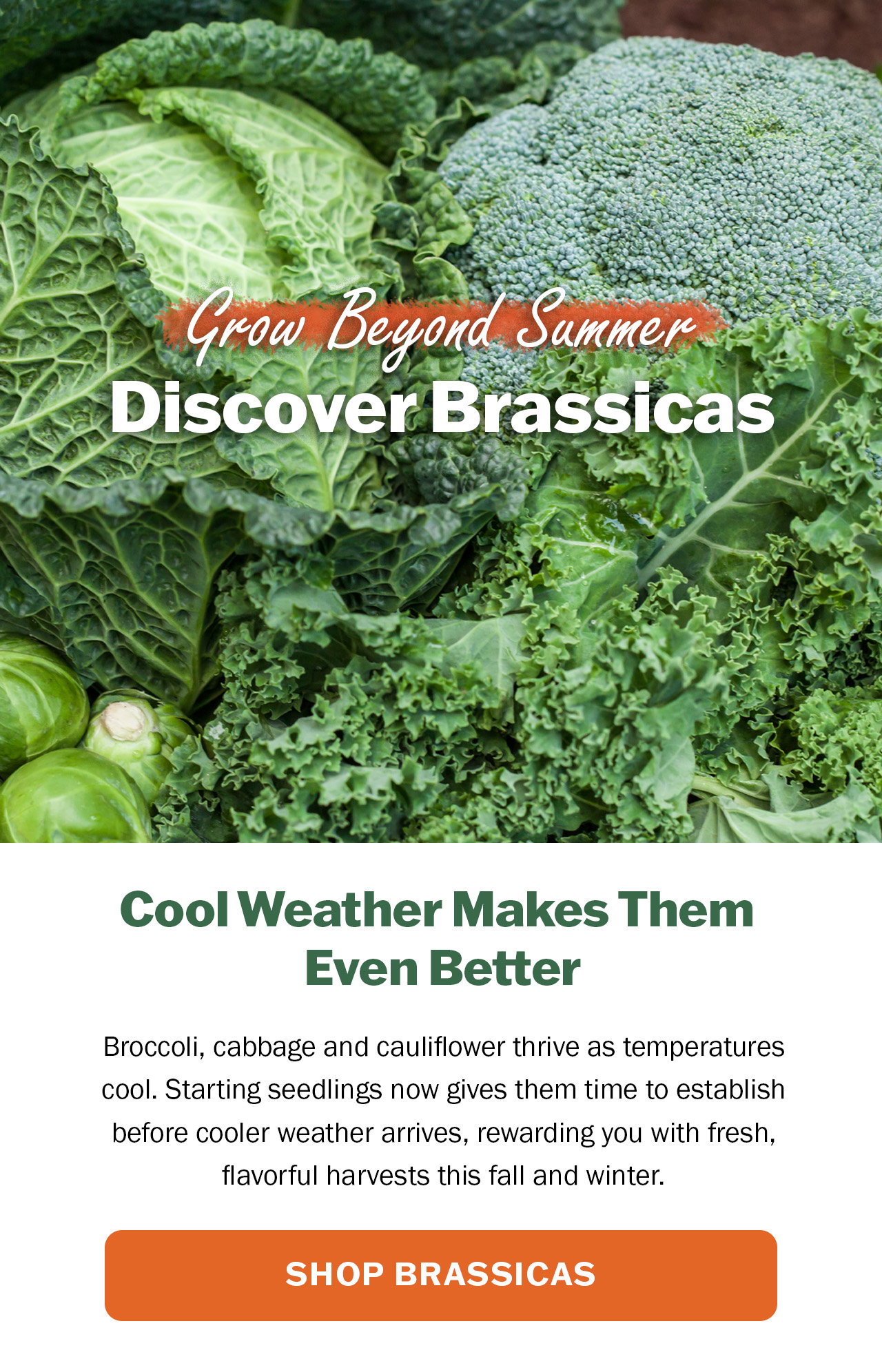 Shop our brassica selection