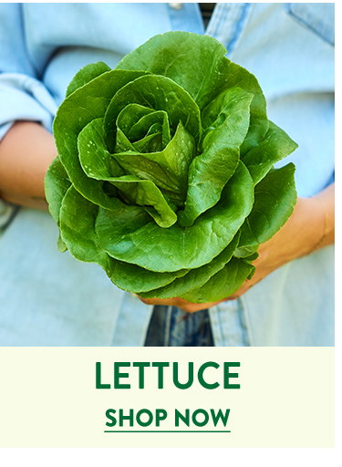 Lettuce Seeds