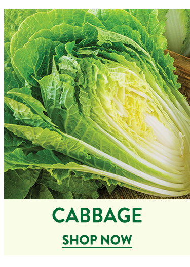 Cabbage Seeds & Plants