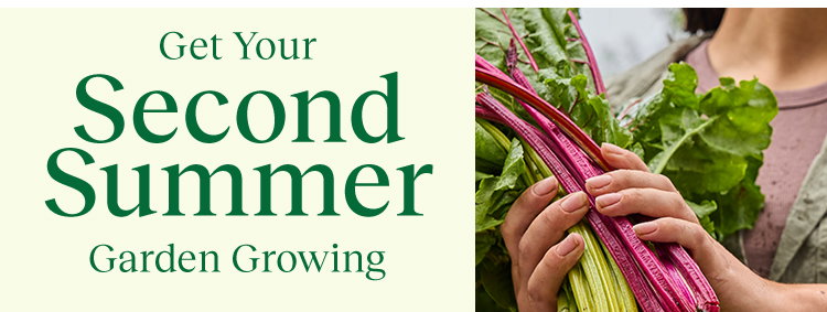 Fall Harvest Vegetable Seeds & Plants