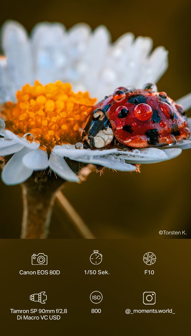Foto der Woche
