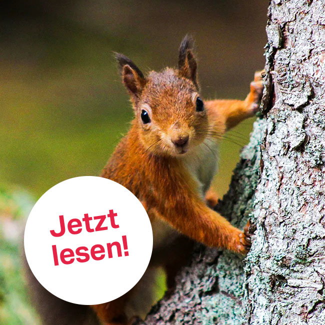 Zubehör für die Wildlifefotografie