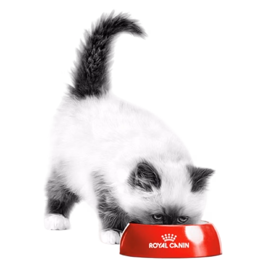 Plus get 15% off Royal Canin Diets.