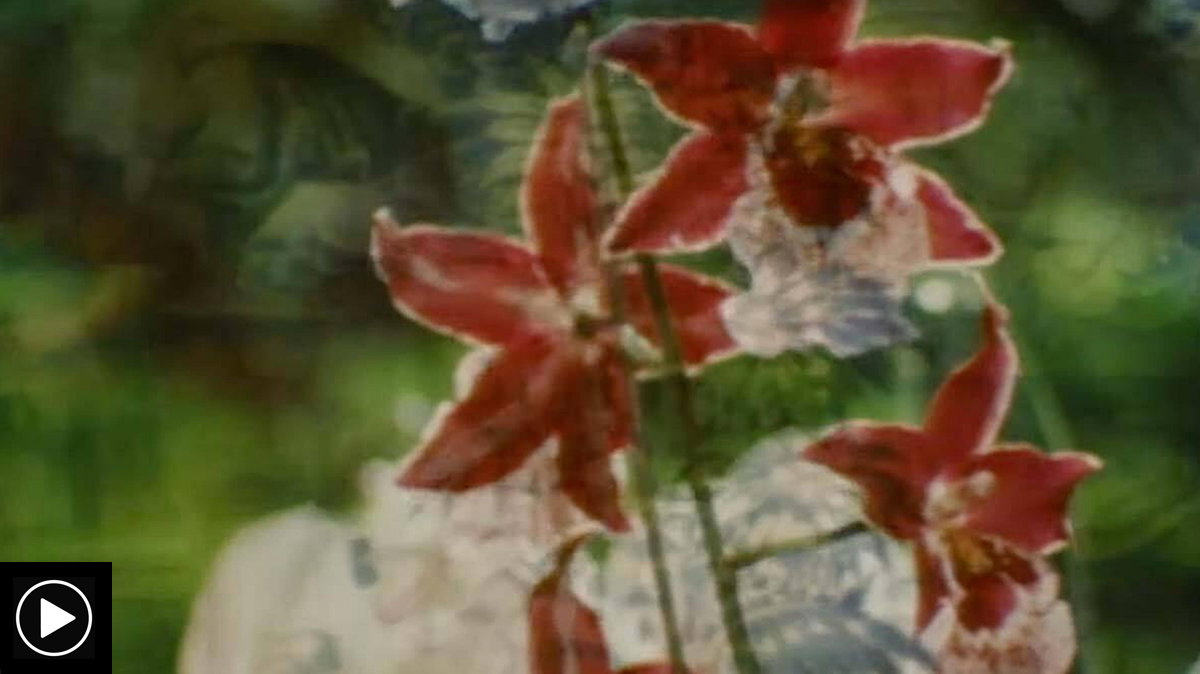 From th Vaults: Flowers and Gardens